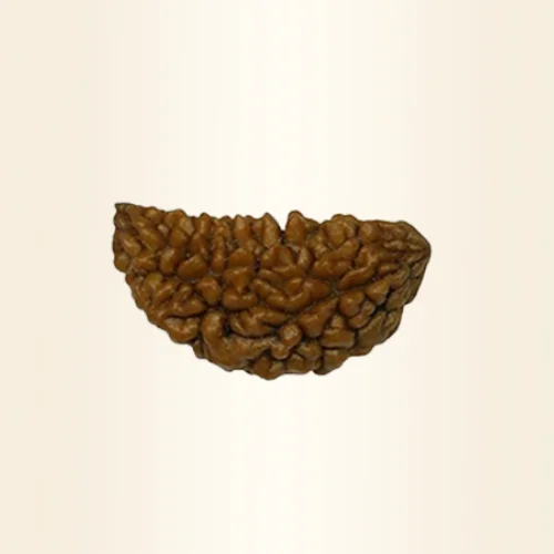 One mukhi Rudraksha