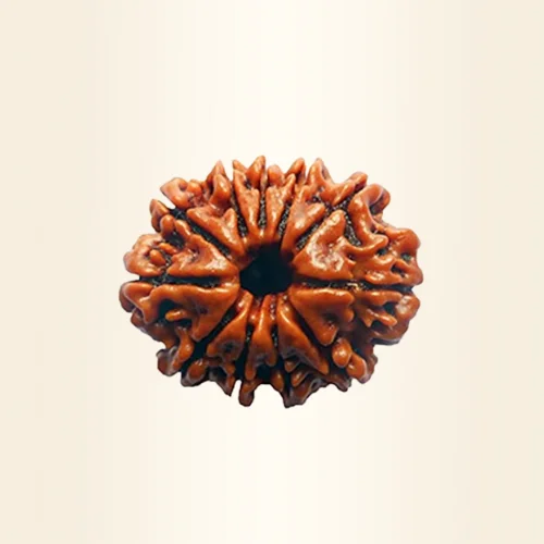Ten Mukhi Rudraksha