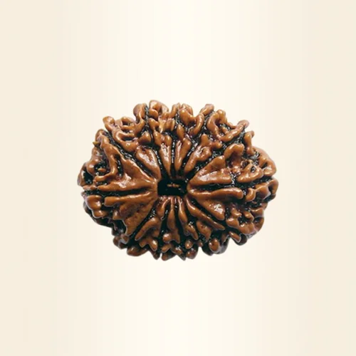 Eleven Mukhi Rudraksha