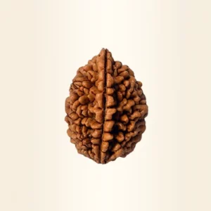 Two mukhi Rudraksha