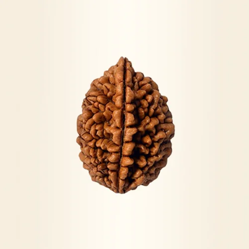 Two mukhi Rudraksha