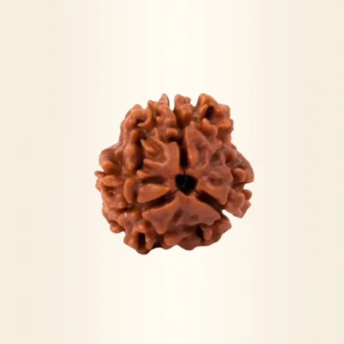 Three Mukhi Rudraksha