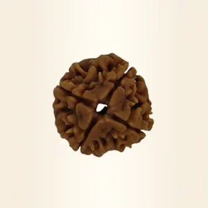 Four Mukhi Rudraksha