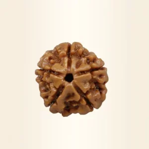 Five Mukhi Rudraksha