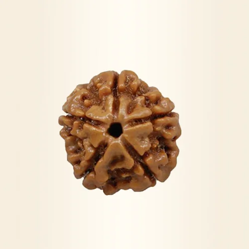 Five Mukhi Rudraksha