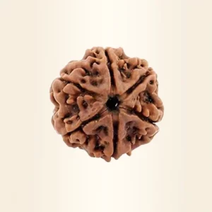 Six Mukhi Rudraksha