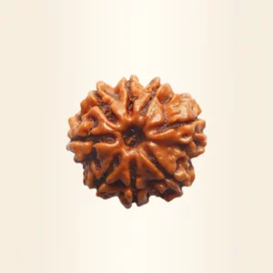 Eight Mukhi Rudraksha