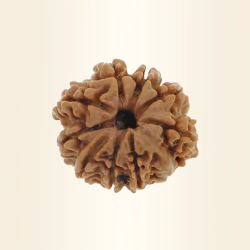 Nine Mukhi Rudraksha
